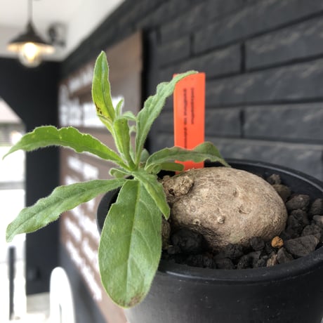 pentagonanthus grandiflorus ssp.glabrescens《Msize 》※現地球発根後店主国内管理2年株※激希少‼︎偏平可愛すぎる装い※mad black pot植え