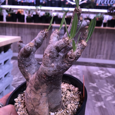 packypodium  inopinatum《M  size》※現地球  発根済み株