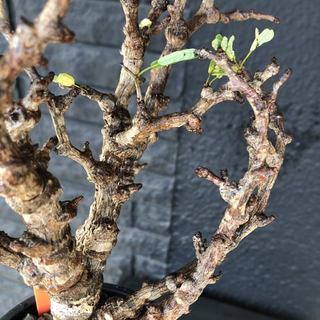 senna  meridionalis《M size》※現地球発根済&剪定済み株‼︎※激おススメ株※個体差とし特に立体的なジリジリ&ボコボコ強きとびきり良き佇まい※mad black pot植え
