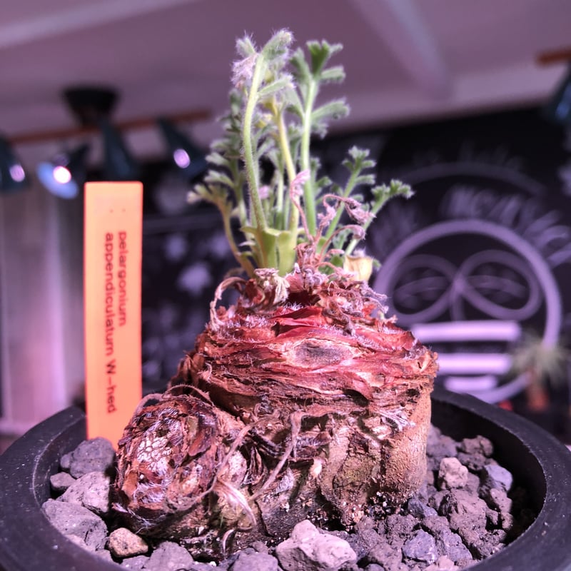 A*i様 目玉商品71002発根済み早い者勝ち！ ベアルート株　ペラルゴニウム pelargonium lobatum | plants holic 