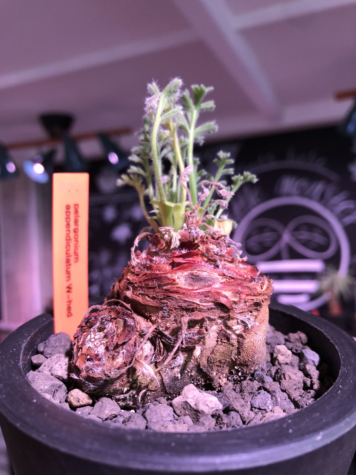 pelargonium appendiclatum《M size》※現地球発根済株※実生株し...