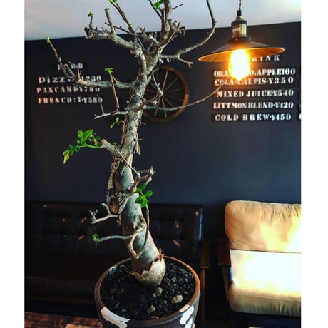 bursera fagaroides《 L L size》極太最高品質※現地球発根済株※店主国内管理6年株※厳つく極太唯一無二感強き渾身の一株※mad blown marble bowl pot植え