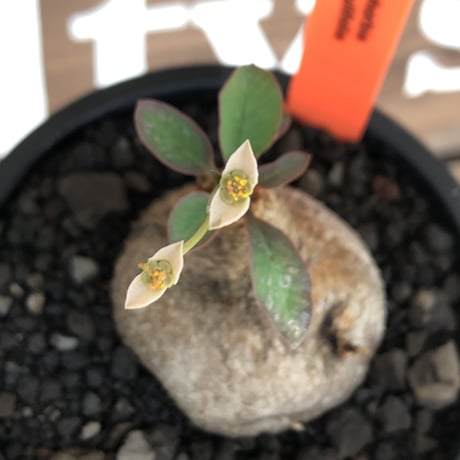 euphorbia primulifolia《大きめM size》※現地球株発根済※丸み強くぼってり樹形の愛くるしさ満点で特に開花時は肌感とのギャップも堪らない※black bowl pot植え