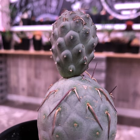 tephrocactus   geometricus《M size》