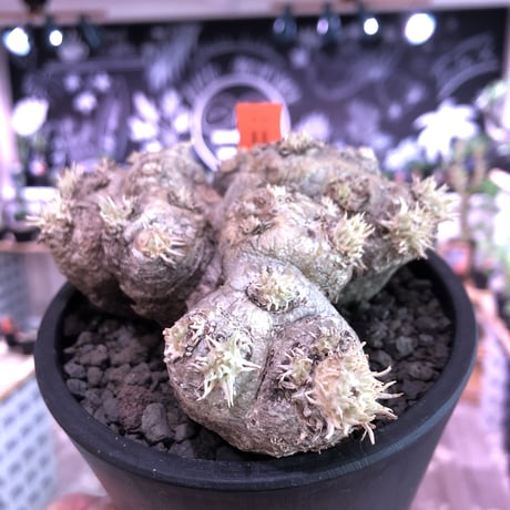 packypodium  brevicaule  恵比寿笑い《M size》※手の平サイズの良きサイズ感でかわいい笑い‼︎※mad black pot植え