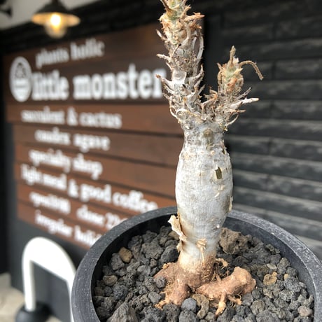 sesamothamnus rivae《小さめM size》※現地球株発根済※小振り現地球株は逆に珍しく白く美しくも味深き表皮のメクれが堪らなく枝振りも良き一株※black pot植え