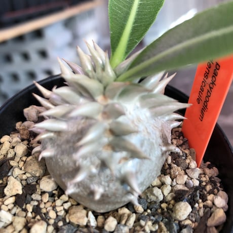 packypodium densicaule恵比寿大黒　littmon  seed🌱《大きめS size》※超球体&肌質が堪らないかわいさ‼︎※限定１株