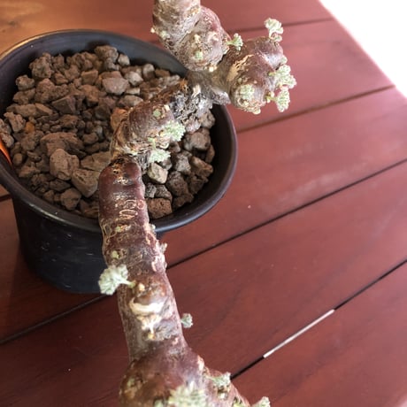 sarcocaulon   multifidum  《size  L》