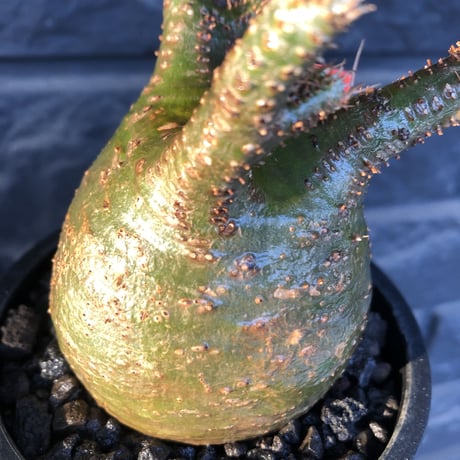 packypodium  gracilius《小さめM size》希少‼︎極green肌※現地球発根済株※店主国内管理4年株※大変ぼってり樹形且つ極green肌株※mad black pot植え