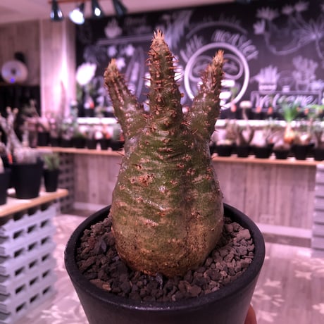 packypodium  gracilius《M  size》※現地球発根済株‼︎※短枝の為、丈も短くぼってり樹形な上、激希少‼︎グリーン肌な激レア株‼︎※mad black pot植え