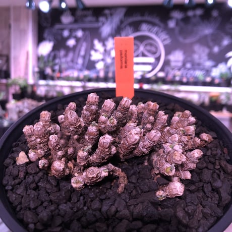 monilaria   pisiformis《S  size》※モニラリア属　最上位種　激希少群生株 ※冬型caudex‼︎   ※浅鉢植え