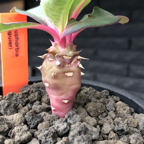 euphorbia viguieri《S size》※現地球株発根済※小振りでピンクカラーが可愛すぎる一株‼︎※mad black pot植え