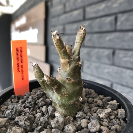 othonna protecta littmon seed🌱《M size》※大切に育て、すくすく育ってくれたぼってり良樹形※mad black pot植え