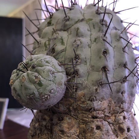 copiapoa  cinerea   黒王丸 《L size》