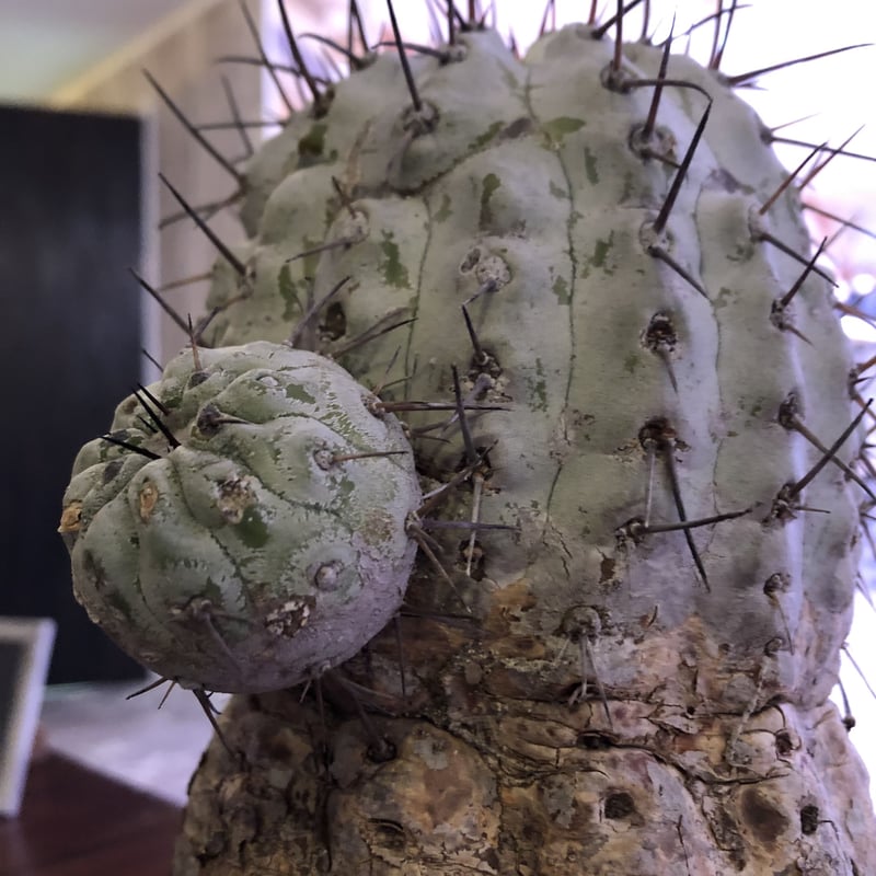 COPIAPOA MONSTER 黒王丸　1littleplanet 羅本製所 copiapoa cinerea 黒王丸 《L size》 | plants holic