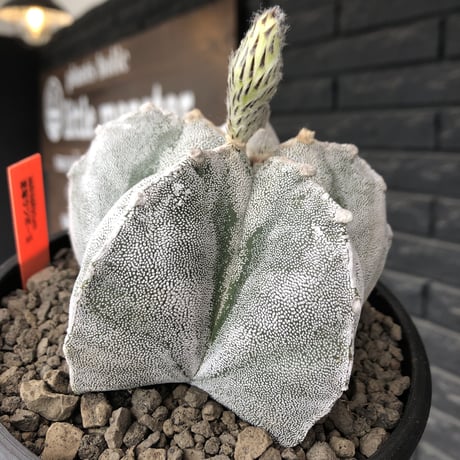 astrophytum 恩塚ランポー玉《L size》※店主国内管理6年株※ビッグサイズ且つ大変美しい白肌が堪らない※mad black bowl pot植え