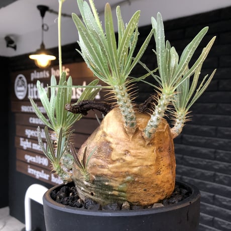 pachypodium gracilius《L size》※現地球株発根済（店主所有株）※360度現地焼け表皮&360度胴吹き枝を持つ唯一無二過ぎる渾身の一株※mad black bowl pot植え