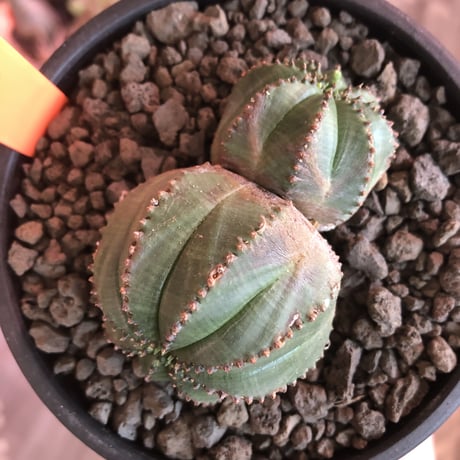 euphorbia  obesa《小さめM  size》W-he'd株※現地球発根済株※一部木質化した双頭オベサ※mad black bowl pot植え