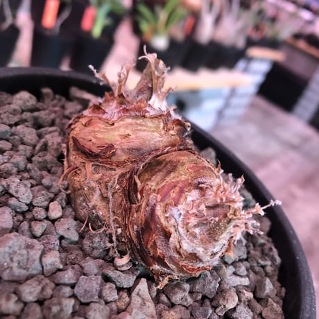 pelargonium  appendiclatum《M size》※店主個人株‼︎現地球発根済株※実生株しかまず出回る事のない激希少‼︎更にW-he'd‼︎🤩※mad black pot植え