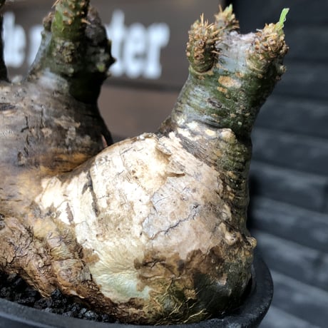 pachypodium gracilius《大きめS size》希少green肌&まん丸W-he'd株※現地球発根後店主国内管理3年株※愛くるしい球体&B面現地焼け※mad black pot植え