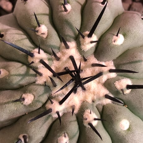 copiapoa   cinerea  黒王丸《M size》激希少‼︎※現地球発根済株※店主国内管理3年株※選抜特選株※mad black bowl pot植え