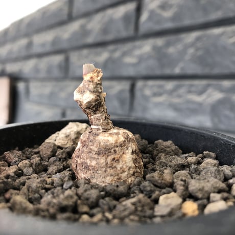 monadenium capitatum《M size 》希少種※現地球発根済※丸み強き株元に霜降り班模様が美しくもかわいい一株※mad black pot植え