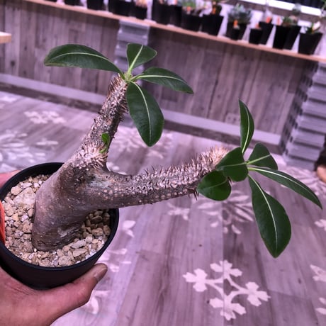 packypodium    makayense《M size》発根済み株  simpleな魔界