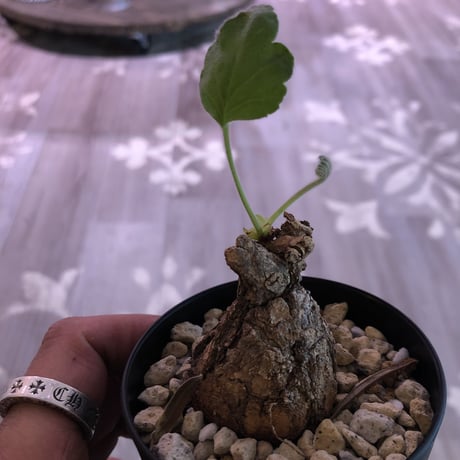 pelargonium   triste《S  size》