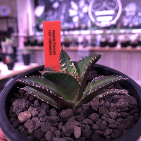 agave   littmon ４株set🌵《titanota.赤猫.BB.parryi》※セットのみ販売‼︎※mad black pot植え