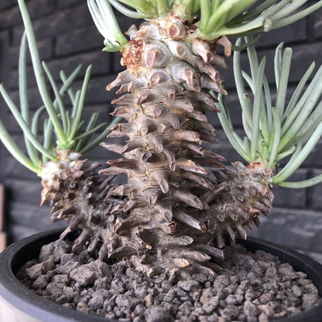 tylecodon  wallichii  和名＝奇峰錦《大きめM size》※現地球発根後店主管理4年株※美しく低重心良樹形balanceな一株※ mad black pot植え