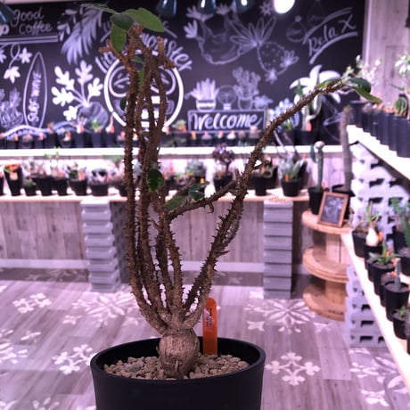 euphorbia    hofstaetteri《L size》希少‼︎