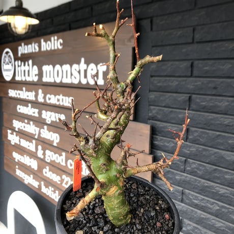 commiphora  myrrha《大きめM size》※現地球発根後店主国内管理8年株（店主私物株）※良き佇まいな激希少種※mad black bowl pot植え