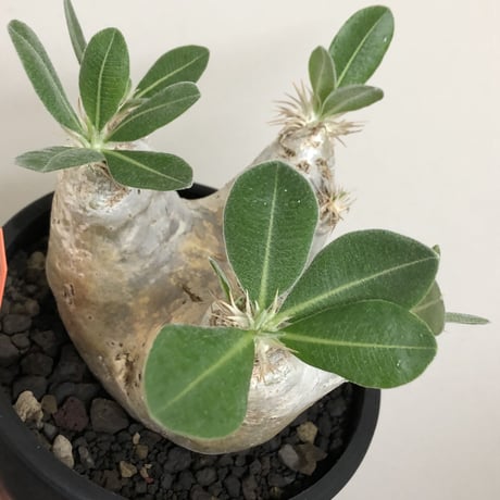 pachypodium  eburneum《L size》※現地球株発根済※エブレらしい樹形に極美しい白肌が魅力的な一株※mad black bowl pot植え