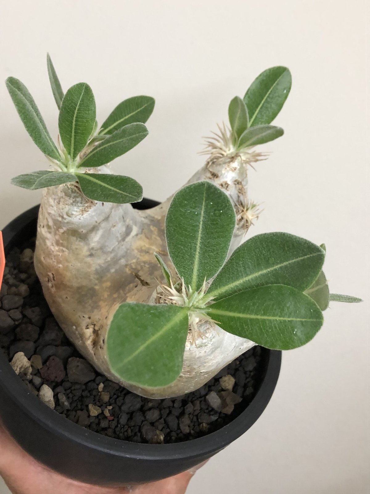 pachypodium eburneum《L size》※現地球株発根済※エブレらしい樹 pachypodium eburneum《L size》※現地球株発根済※エブレらしい樹