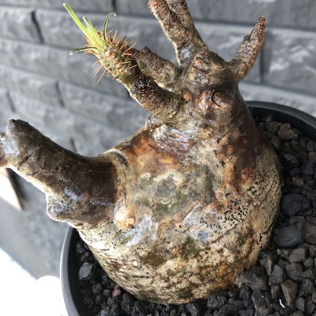 pachypodium gracilius《L size》※現地球発根後店主国内管理5年株※ぼってり良樹形な両A面‼︎選抜グラキ※mad black pot植え