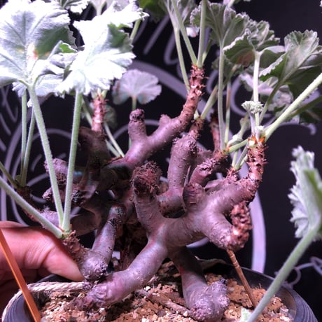 pelargonium  mirabile