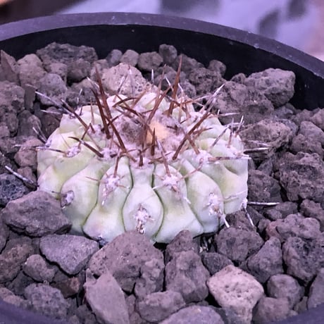 copiapoa  cinerea  var.columna-alba 白棘孤竜丸《大きめS size》激希少※現地球カキ仔自根株※良DNAを継承‼︎より白き孤竜丸※mad black pot植え