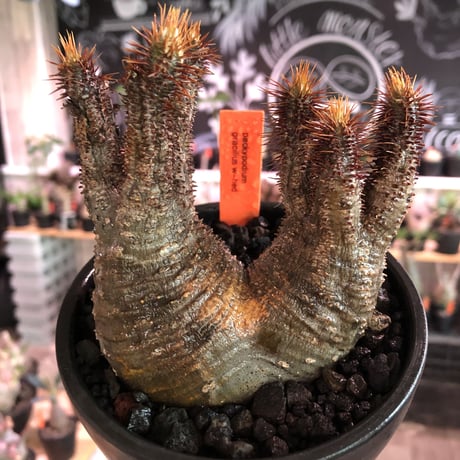 packypodium  gracilius《 M size》W-he'd※現地球発根済※最高バランスな美株二分頭株!未来を想像でき大変良き樹形＆肌質株※mad black bowl pot植え