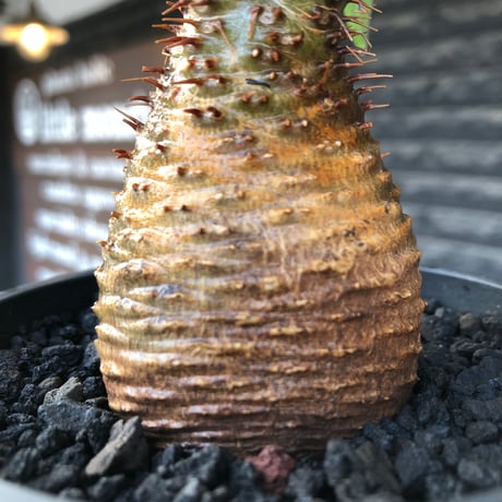 pachypodium gracilius《大きめS size》※現地球株発根済※可愛さだけでは終わらない!green肌＆現地焼けに横筋の強さも堪らない一株※black bowl pot植え