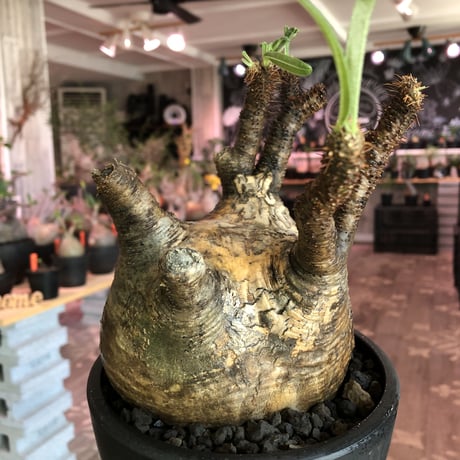 packypodium  gracilius《大きめL size》ぼってり樹形+現地焼け※現地球発根済株※店主国内管理2年株※荒め肌質のbigぼってり株※mad black bowl pot植え