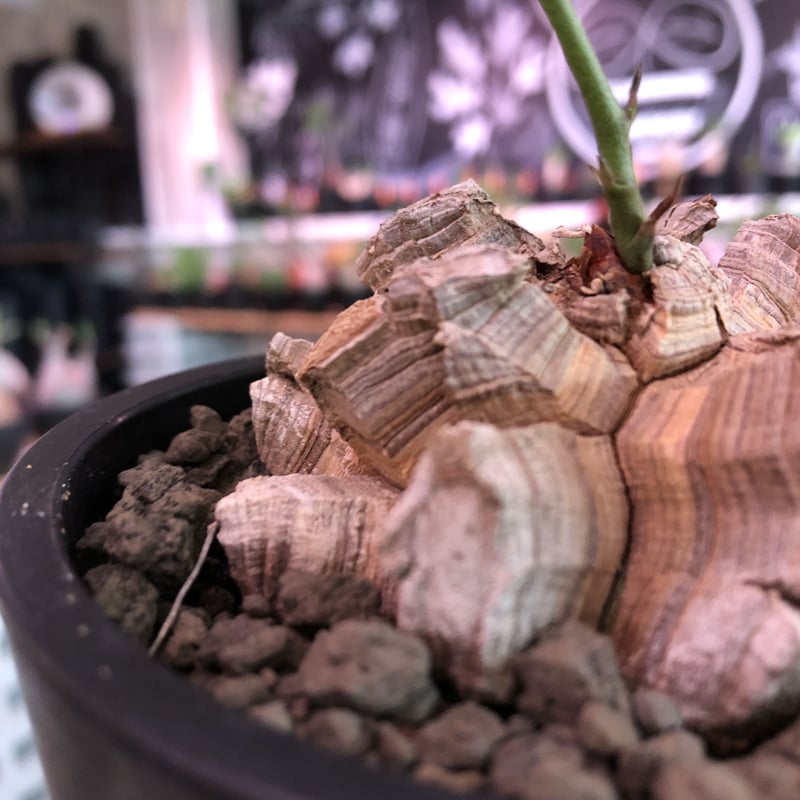 dioscorea elephantipes アフリカ亀甲竜《M size》※今後輸入が dioscorea elephantipes アフリカ亀甲竜《M size》※今後輸入が