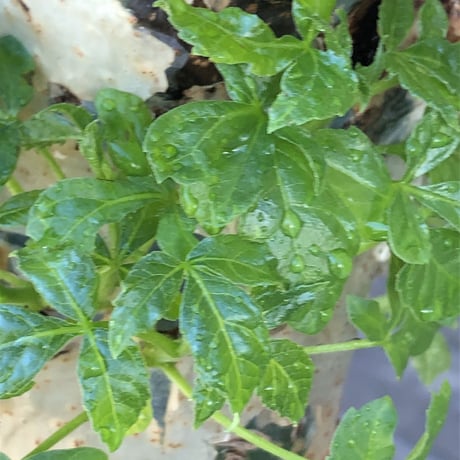 commiphora  holtziana《LL size》驚愕‼︎極太株第二弾‼︎※現地球発根後店主国内管理2年株※渋さ佇まいが堪らない※mad brown marble bowl pot植え