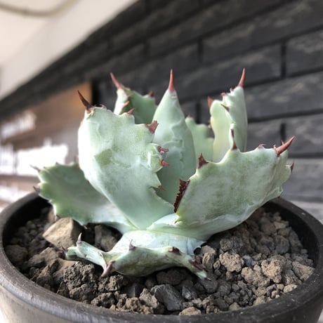 agave  isthmensis《M size》※現地球発根後店主国内管理2年株※weight低く締まり纏まり良き良バランス※mad black pot植え