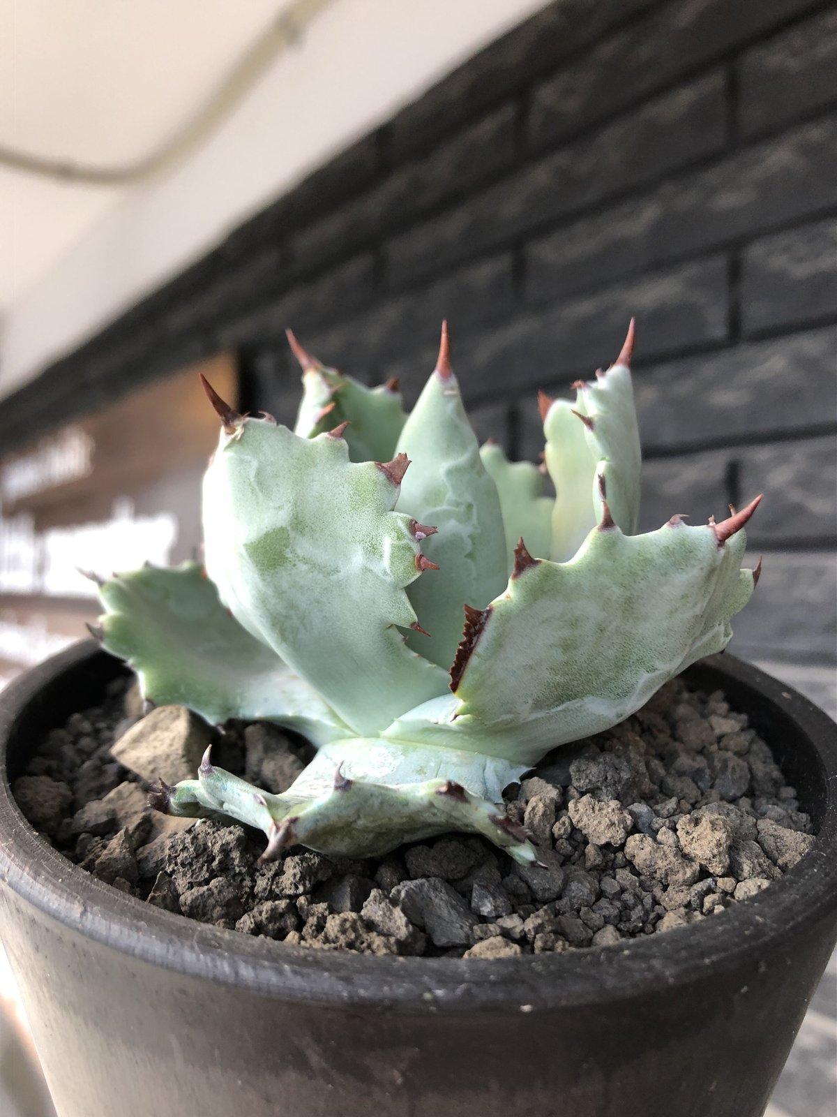 agave isthmensis《M size》※現地球発根後店主国内管理2年株 agave isthmensis《M size》※現地球発根後店主国内管理2年株