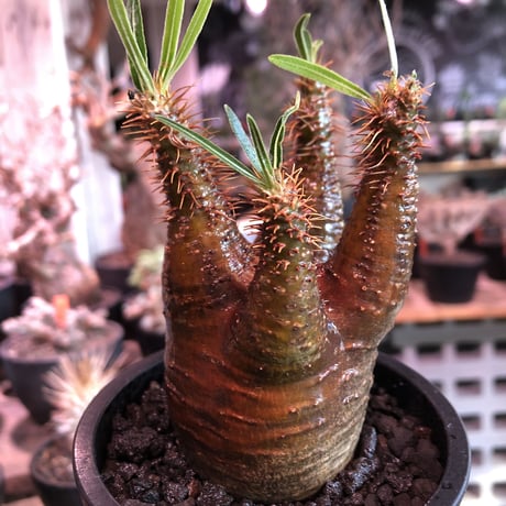 packypodium  gracilius《M size》赤肌株※現地球発根済株※店主国内管理3年株※極めて赤味の強い枝振り良きwildグラキ‼︎低重心な良き装い※mad black pot植え