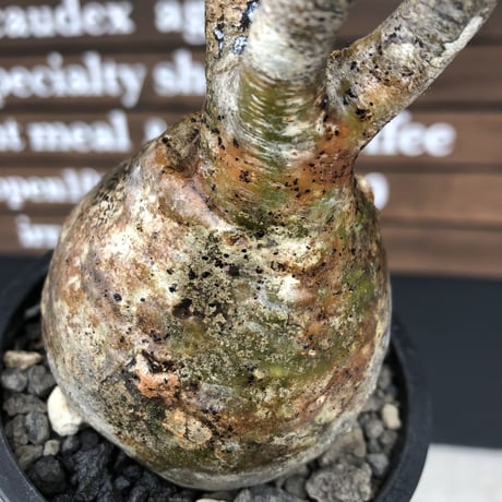 packypodium  gracilius《M size》激丸球体株※現地球発根済株※店主国内管理4年株※極めて全面球体株のバランス美株‼︎一本ある捻くれ枝が堪らない※mad black pot植え