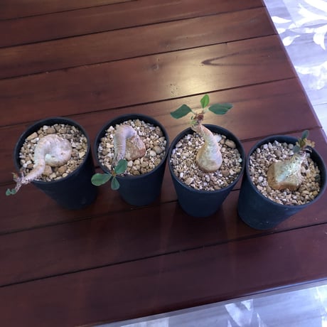 euphorbia     ramena