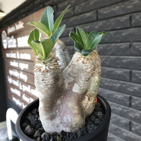 pachypodium  eburneum《M  size》※現地球発根後店主国内管理5年株※白肌岩肌質にエブレらしい樹形が堪らなく丁度良きサイズ感※mad black pot植え