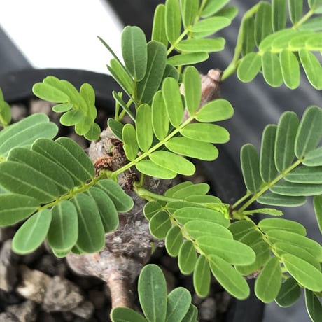 senna  meridionalis《 M size》※現地球発根後店主国内管理3年株※大変幹の色が濃く特化した肌質のセンナ‼︎強剪定繰り返した上品仕立て‼︎※mad black pot植え