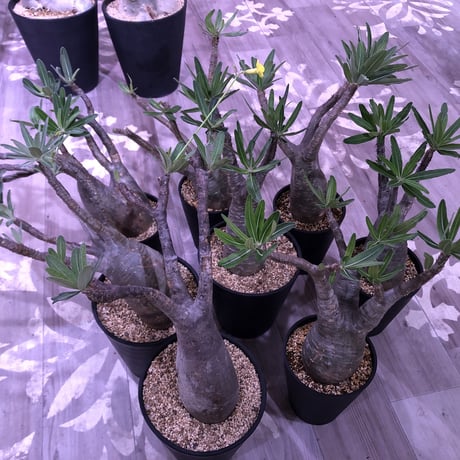 packypodium  gracilius《L size》 ※現地球株  発根済み株‼︎  （限定８株）